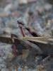 Aiolopus strepens